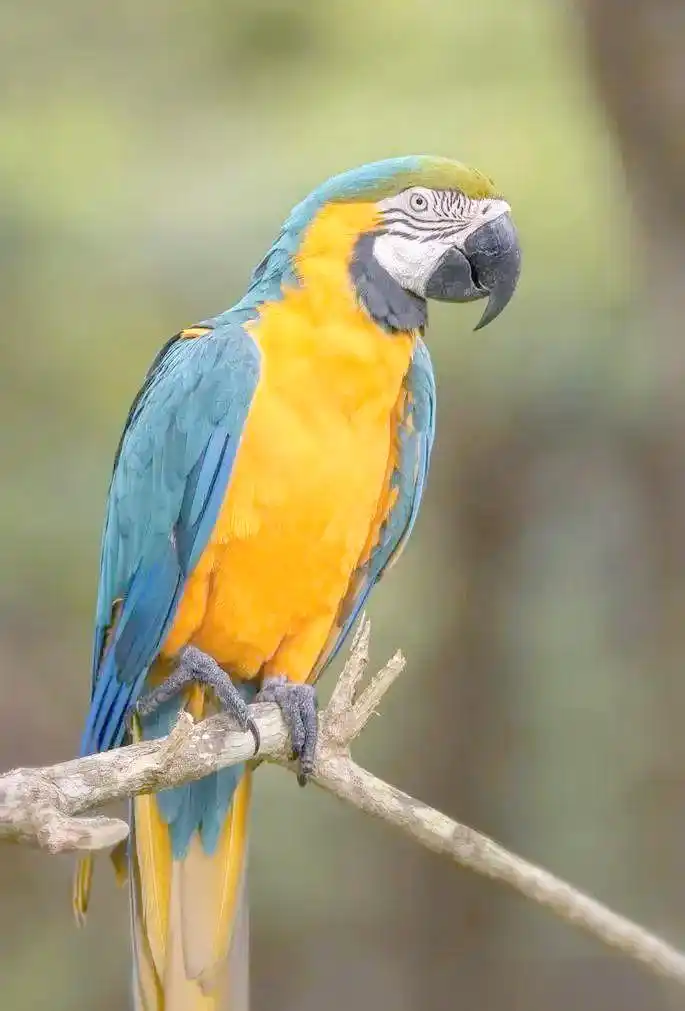 Large Parrot Care Guide: Macaw's Living Needs and Interaction Techniques
