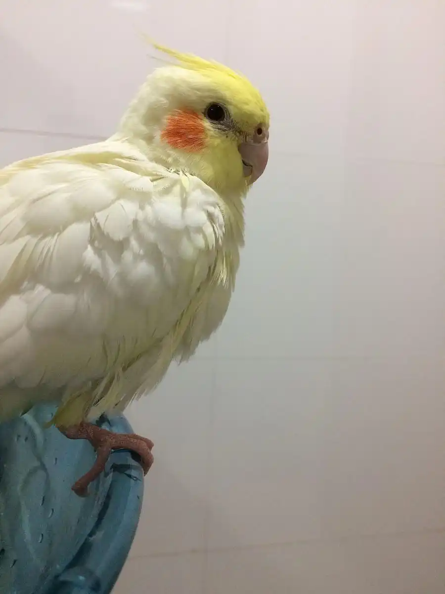 Care of Parrot Feathers