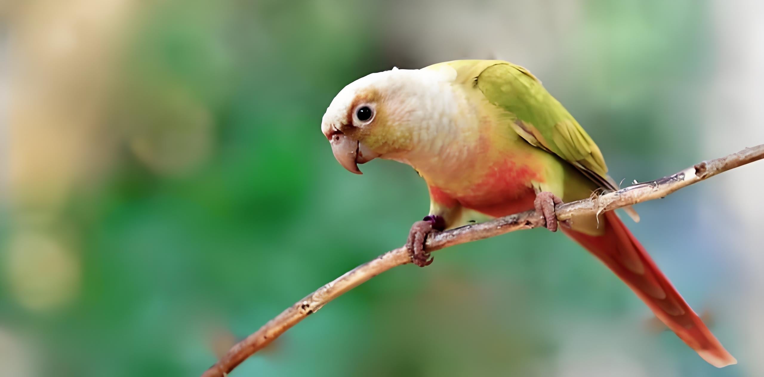 How Long Do Parrots REALLY Live?